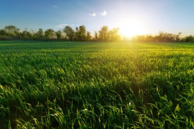 Yeşil genç buğday filizi 