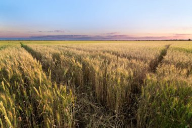 renkli günbatımı alanları Ukrayna 