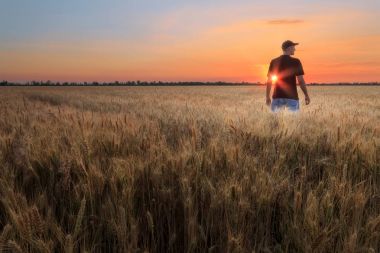 gün batımı buğday alanı 