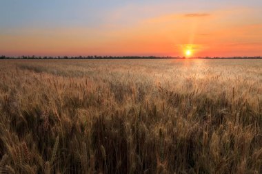 gün batımı buğday alanı 