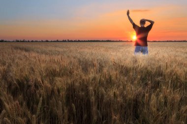 gün batımı buğday alanı 