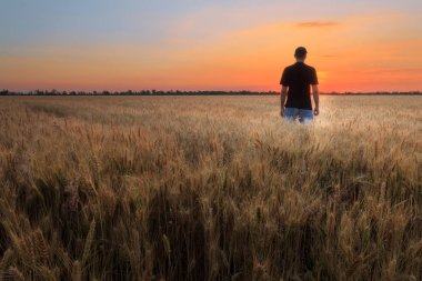 gün batımı buğday alanı 