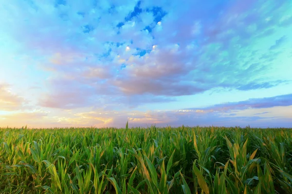 Um campo de milho logo após o pôr do sol — Fotografia de Stock