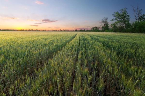 Färgglada sunset fält Ukraina — Stockfoto