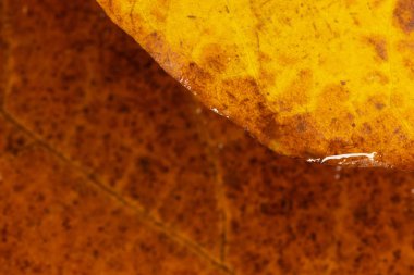 Sonbahar akçaağaç yaprakları