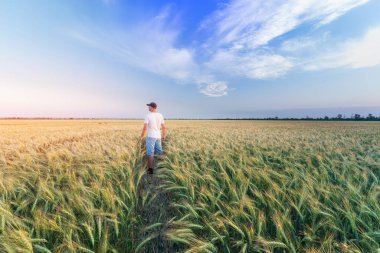 Buğday tarlasında duran adam