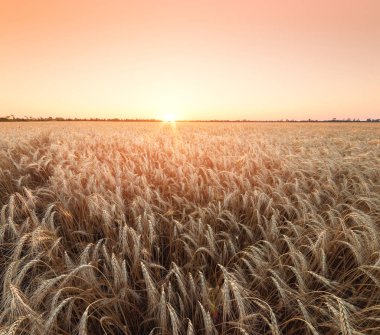 Akşam fotoğrafında buğday. 