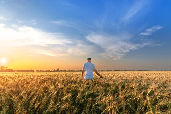 Людина стоїть на полі пшениці — стокове фото