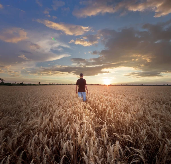 Homem de pé em um campo de trigo — Fotografia de Stock