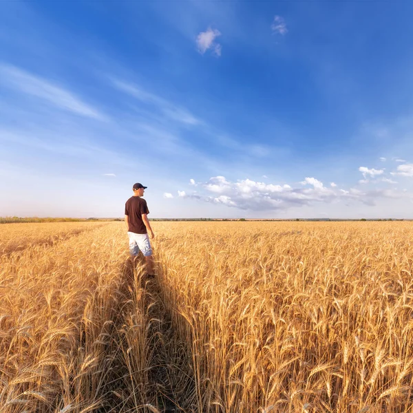 Buğday tarlasında duran adam