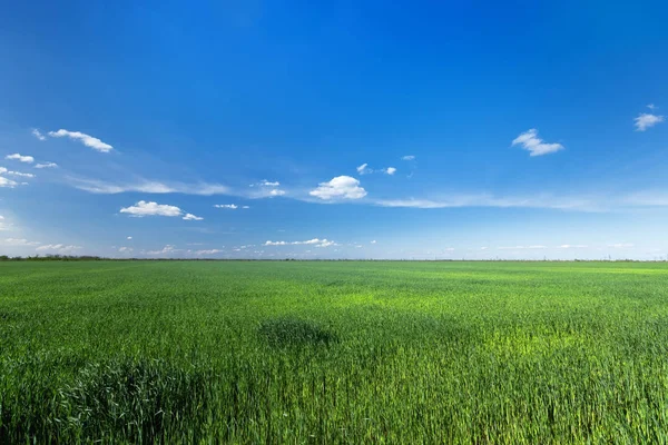 Campo de trigo verde jovem — Fotografia de Stock