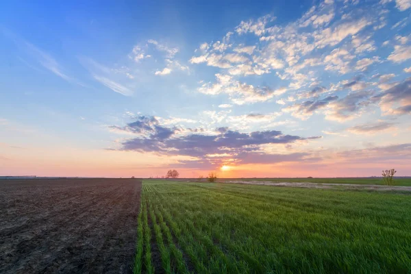 Захід Сонця Полі Молодої Пшениці Захід Часу Природна Краса Поля — стокове фото
