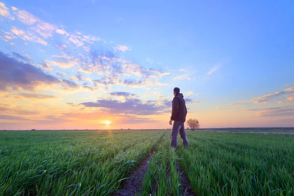 Захід Сонця Полі Молодої Пшениці Чоловік Стоїть Лолі Дивиться Захід — стокове фото