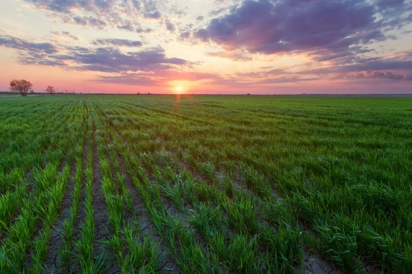 Puesta Sol Campo Trigo Joven Atardecer Belleza Natural Del Campo — Foto de Stock