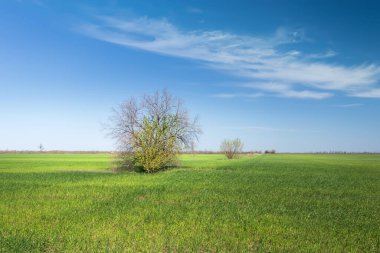Genç buğday tarlası / genç buğday filizleri tarımı filizlendirir