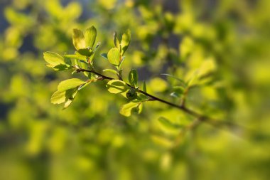 yeşil filizler erken bahar / küçük yapraklar Rasfokus 'ta bir çalıda