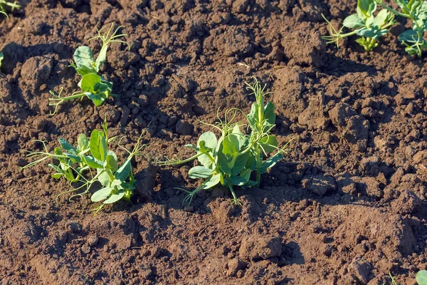 the young shoots of peas / field peas young