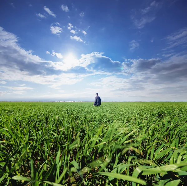 field of young wheat / man on the field agriculture