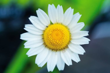 Papatya papatyası fotografı / papatya tarlasının doğal yaşam alanı