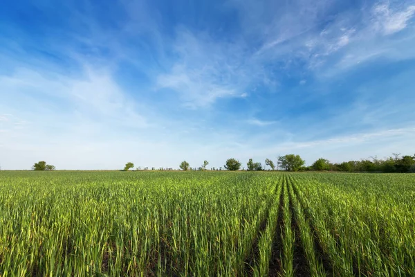 Пшеничне Поле Яскраве Хмарне Небо Сільські Пейзажі — стокове фото