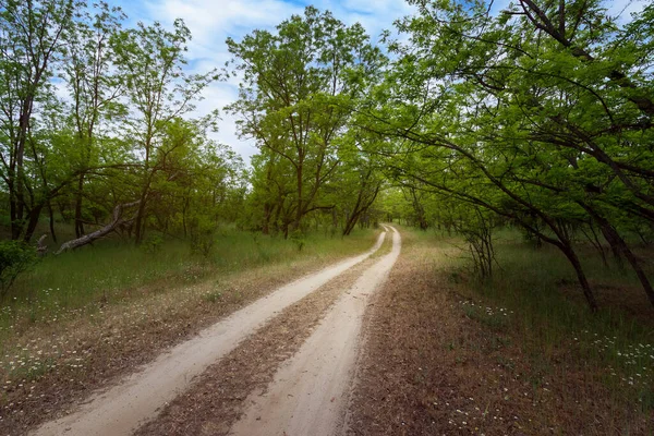 Het Pad Door Het Bos Van Een Zomerlandschap Heldere Kleuren — Stockfoto