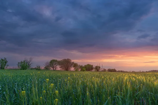 Tramonto Del Grano Agricoltura Campo Grano Durante Tramonto Fotografia Stock