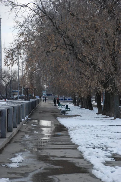 Yolda eriyen karlar ve kışın yapraksız ağaçlar. 