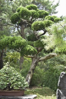 Jeju Adası, Sou 'daki halk parkının bahçesindeki büyük bonsai ağacı.