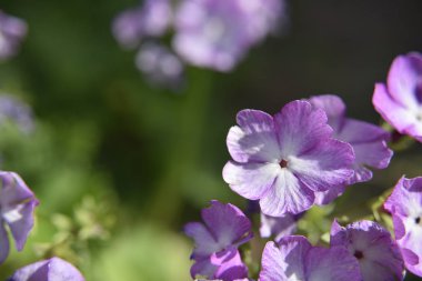Yeşil arkaplanda küçük mor çiçekler, yakın plan, seçici
