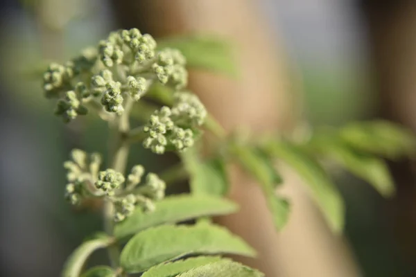 Halk bahçesinde bir böğürtlen ağacının çiçek açmasının ilk aşaması