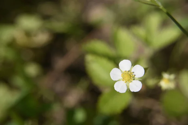 Kleine witte bloemen van een aardbei plant, close-up — Stockfoto