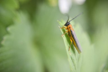 Yeşil yapraktaki gri böcek, makro çekim.