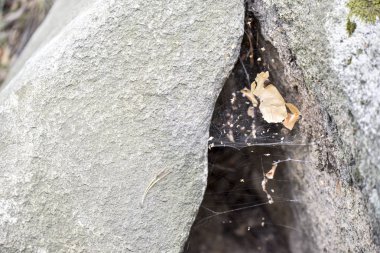 Yazın iki büyük gri taş arasında kaotik örümcek ağı