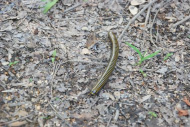Kuru yaprakların üzerinde sarı çizgili kırkayaklar.