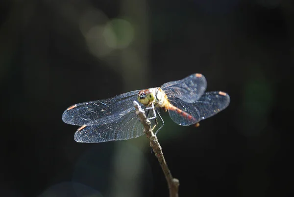 Велика бабка з блискучими крилами на гілці під сонячним промінням — стокове фото