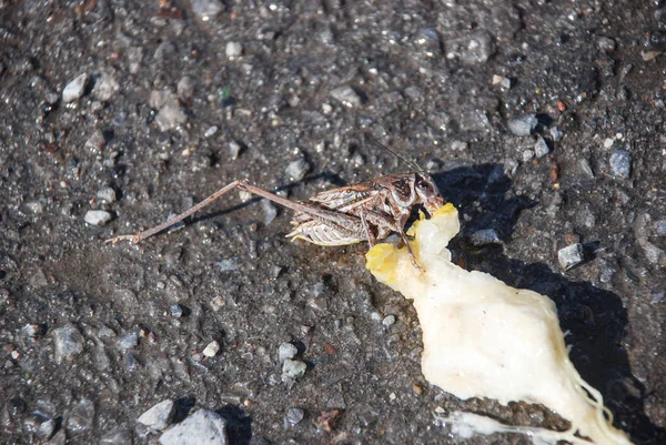 Langosta marrón come pera en el suelo mohoso — Foto de Stock