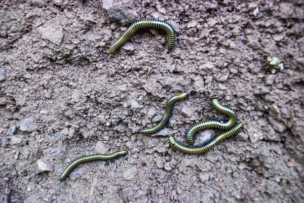 Yellow striped centipedes on the mudy ground — Stock Photo, Image