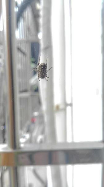 Gorda araña en la web fuera de la casa ventana en la ciudad asiática — Foto de Stock