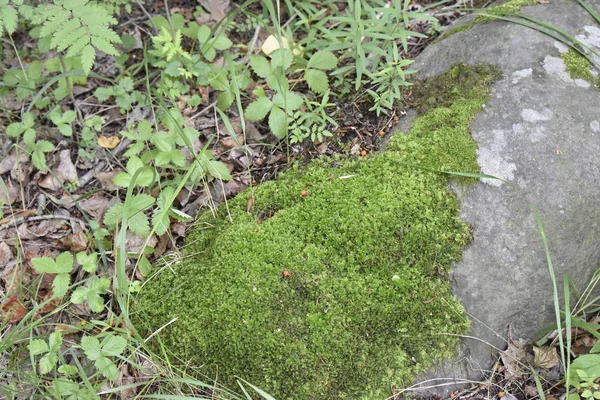 Piedra Con Musgo Verde Agujas Secas Pino Bajo Los Brillantes — Foto de Stock