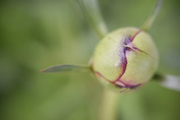 Selective focus at the edges of peony petals. Close look at the peony flower during spring time. Nature and floral concept.