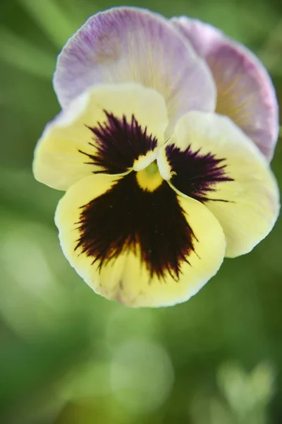 Selective Focus Edges Pansy Petals Close Look Pansy Flower Spring — Stock Photo, Image
