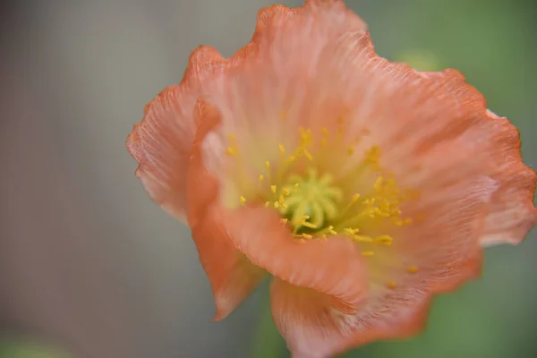 Haşhaş yapraklarının kenarlarına seçici odaklanma. Bahar zamanı gelincik çiçeğine yakından bak. Doğa ve çiçek kavramı.