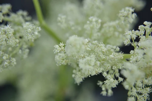 Blumen Garten Freien Nahaufnahme Natur Detail — Stockfoto