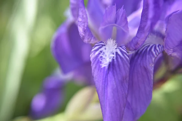 庭の屋外の花 クローズアップ写真 自然詳細概念 — ストック写真