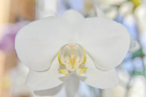 Mira Más Cerca Cabeza Orquídea Blanca Macro Con Enfoque Selectivo — Foto de Stock