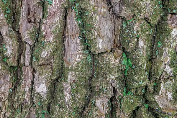 Küçük yeşil yosunlarla kaplı ağaç kabuğu. — Stok fotoğraf