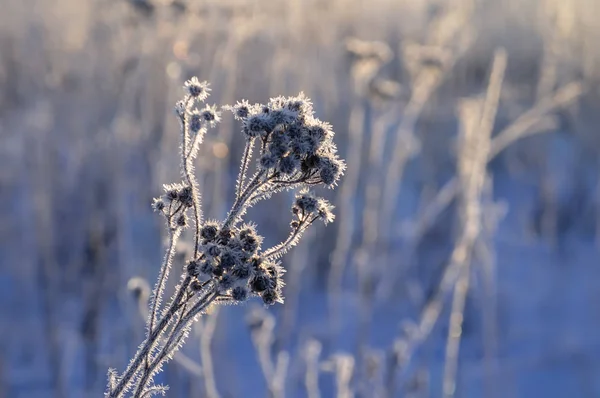 Mróz na suchym kwiatowym zimowym krajobrazie — Zdjęcie stockowe