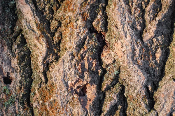 Sert ışıkta eski ahşap kabuğun pürüzlü dokusu — Stok fotoğraf