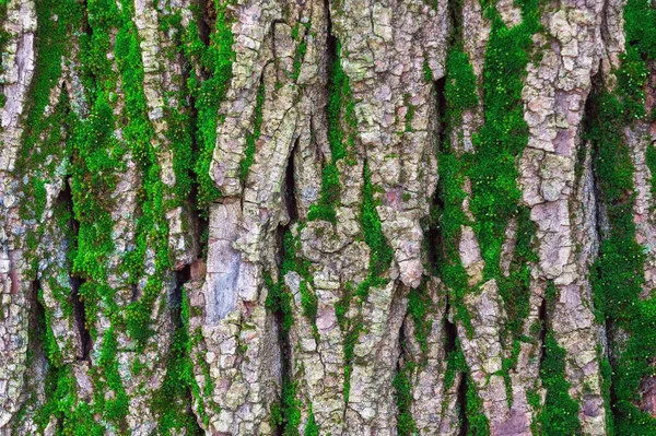 Zelený Mech Pozadí Kůry Stromů Dřevěná Textura Mechem Dřevěné Vzory — Stock fotografie