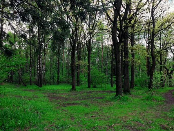 Petite Prairie Forêt Printanière Avec Chênes Bouleaux Pins — Photo